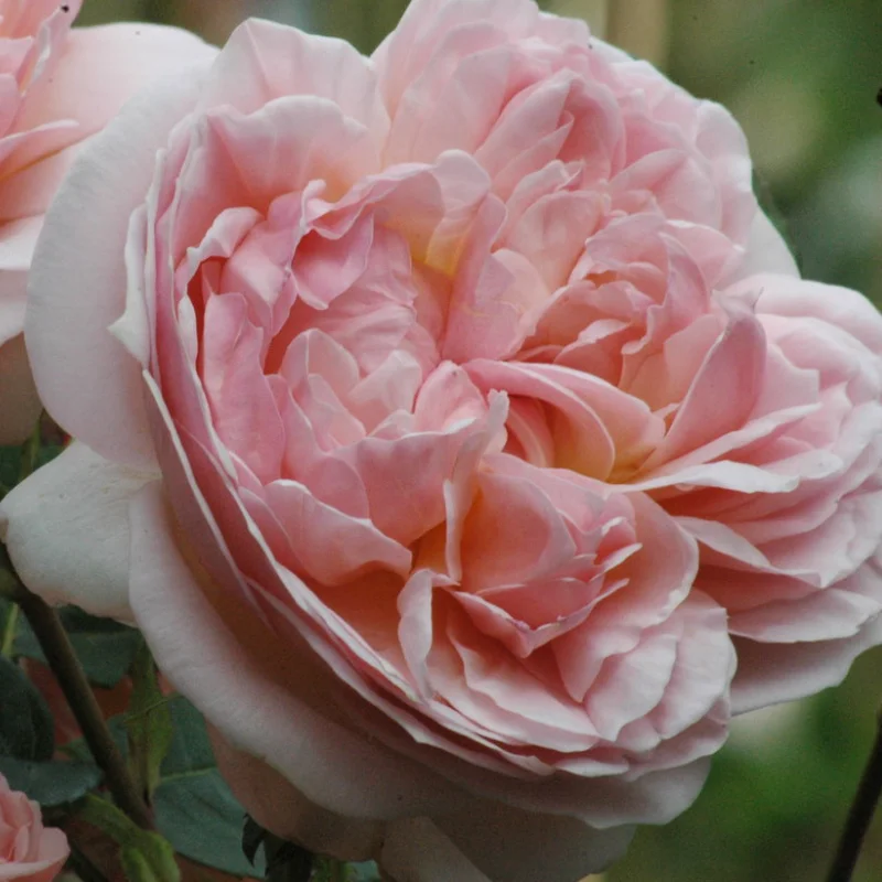 Evelyn Trandafir "David Austin - Evelyn" - Ghiveci 3L - anul 3 1