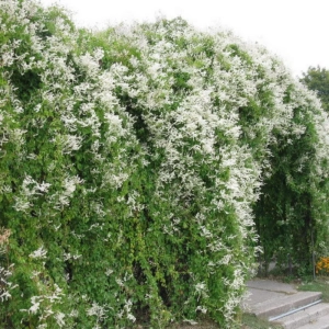 Fallopia Aubertii - Ghiveci 2 l - Înălțime 40 - 50 cm 1