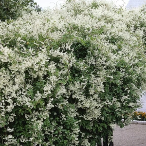 Fallopia Aubertii - Ghiveci 2 l - Înălțime 40 - 50 cm 2