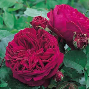 Trandafir "David Austin - Falstaff" - Ghiveci 3L - anul 3 1