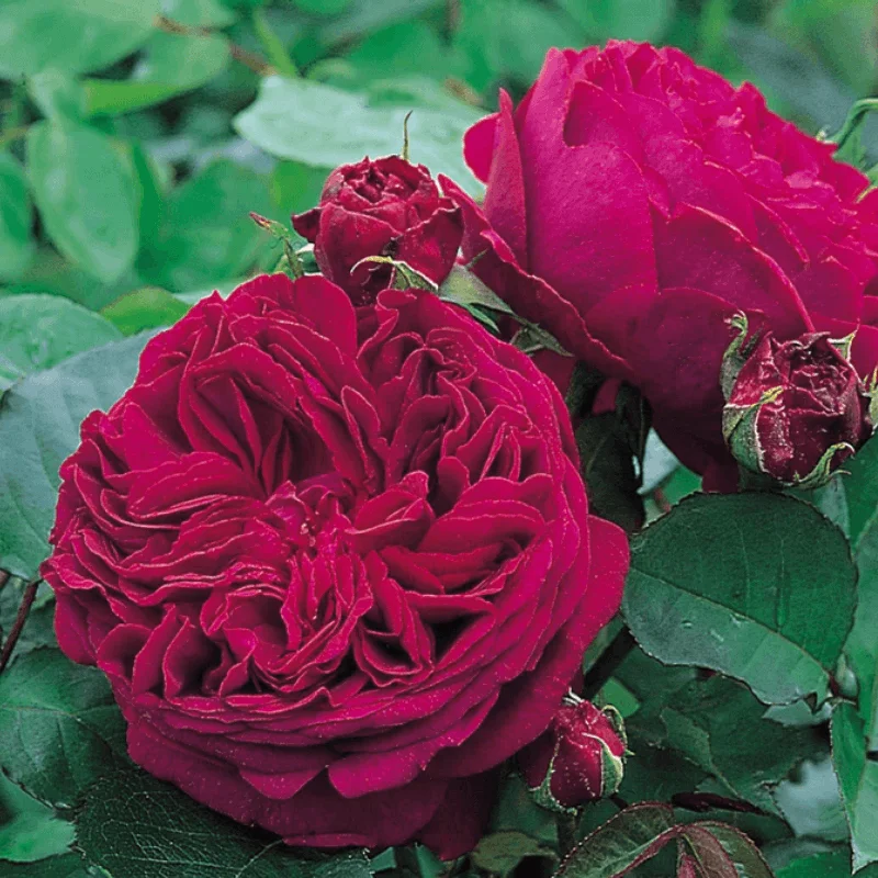 Falstaff Trandafir "David Austin - Falstaff" - Ghiveci 3L - anul 3 1