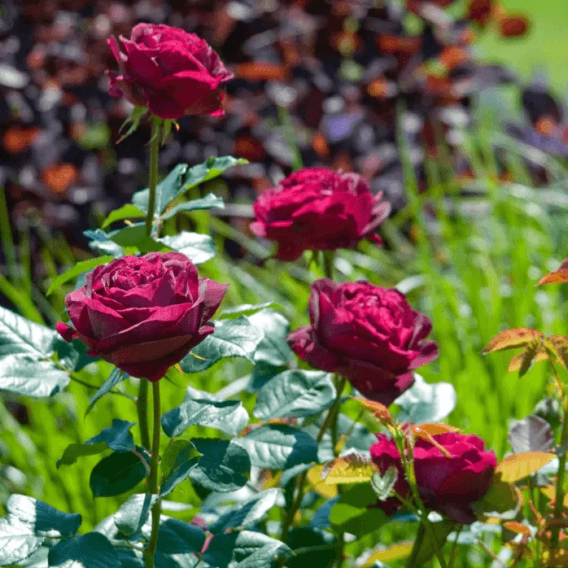 Trandafir "David Austin - Falstaff" - Ghiveci 3L - anul 3 2