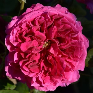 Trandafir "David Austin - Fischerman's Friend" - Ghiveci 3L - anul 3 1