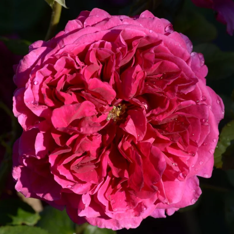 Fischerman Trandafir "David Austin - Fischerman's Friend" - Ghiveci 3L - anul 3 1