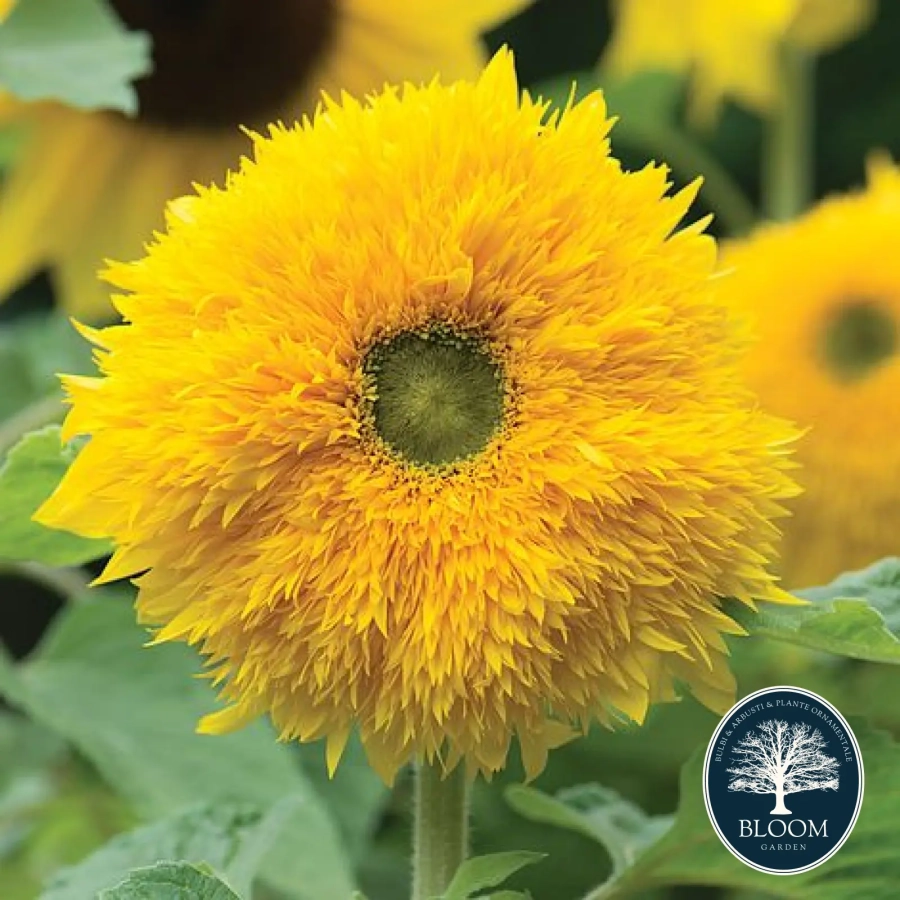 Floarea-Soarelui-Decorativa Seminte Floarea Soarelui Decorativa 1