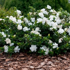 Gardenia Jasmin Grown Jewel - Ghiveci 2 l - Inaltime 30 - 40 cm 1