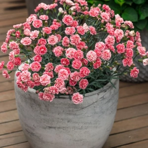 Garofițe Duble Parfumate - Coral Reef - Ghiveci 1 L - Înălțime 20 - 30 cm 1