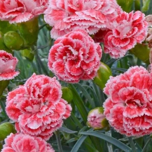 Garofițe Duble Parfumate - Coral Reef - Ghiveci 1 L - Înălțime 20 - 30 cm 2