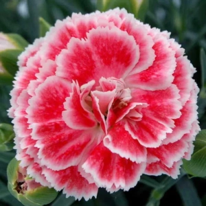 Garofițe Duble Parfumate - Coral Reef - Ghiveci 1 L - Înălțime 20 - 30 cm 3