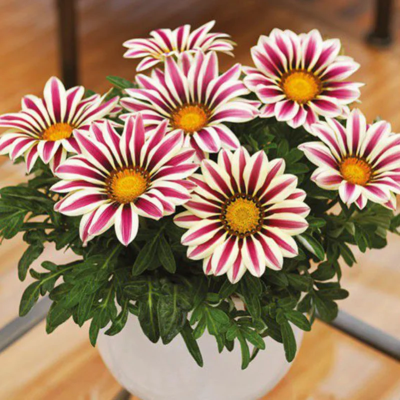 Gazania Splendens - Alba / Violet - La Ghiveci - Înălțime 25 - 30 cm 1