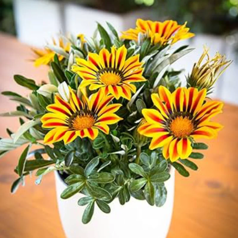 Gazania Splendens - Galben / Rosu - La Ghiveci - Înălțime 25 - 30 cm 1