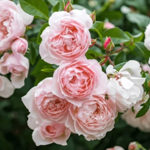 Trandafir Catarator „David Austin - Genrous Gardener” - Ghiveci 4 L - Anul 4 3