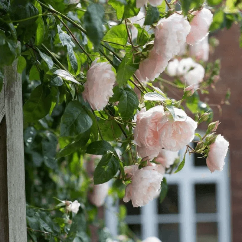 Trandafir Catarator "David Austin - Genrous Gardener" - Ghiveci 3L - anul 3 2