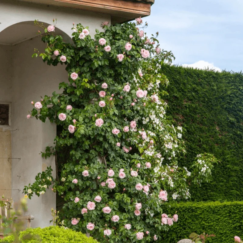 Genrous-Gardener3 Trandafir Catarator "David Austin - Genrous Gardener" - Ghiveci 3L - anul 3 1