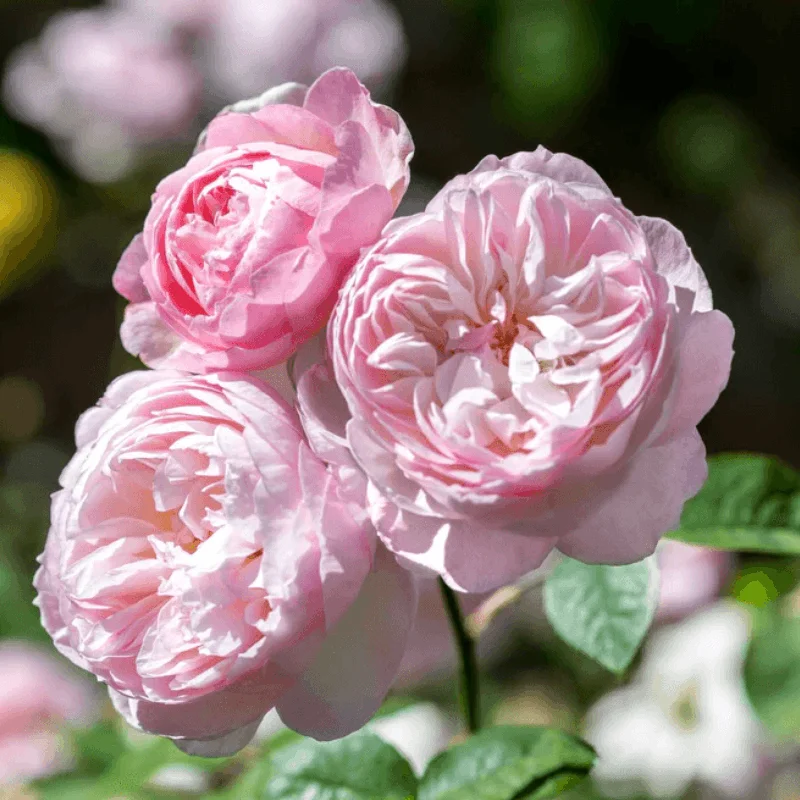 Gentle-Hermione Trandafir "David Austin - Gentle Hermione" - Ghiveci 3L - anul 3 1