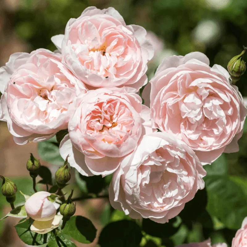 Trandafir "David Austin - Gentle Hermione" - Ghiveci 3L - anul 3 2