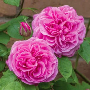 Trandafir "David Austin - Gertrude Jeky " - Ghiveci 3L - anul 3 1