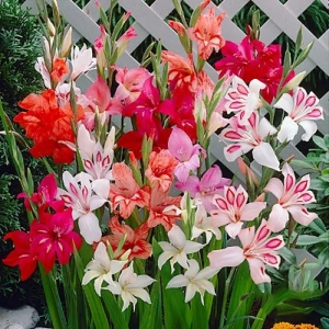 Gladiole Nanus (Pitica)