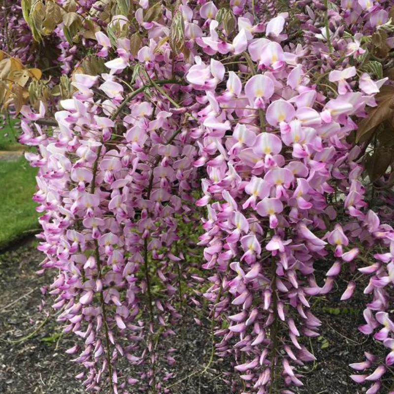 Wisteria Cataratoare Roz Lipstick - Ghiveci 3L (80-100 cm) 2