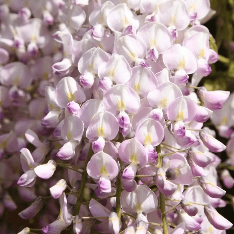 Wisteria Cataratoare Roz Lipstick - Ghiveci 3L (80-100 cm) 1