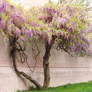 Glicina Wisteria Cataratoare la Ghiveci 3L (80-100 cm) 1