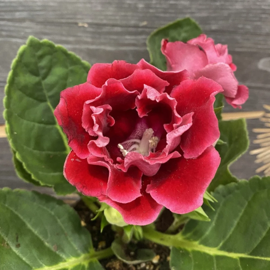 Gloxinia-Dubla-Sinningia-Brocade Bulbi de Gloxinia Dubla Sinningia Brocade 1