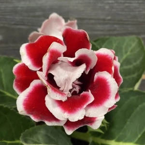 Bulbi de Gloxinia Floare Dubla Alb si Rosu 1
