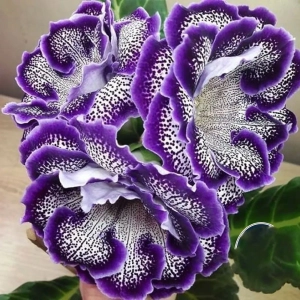 Gloxinia