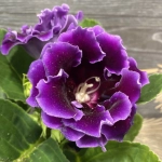 Bulbi de Gloxinia Sonata Floare Dubla Violet 1
