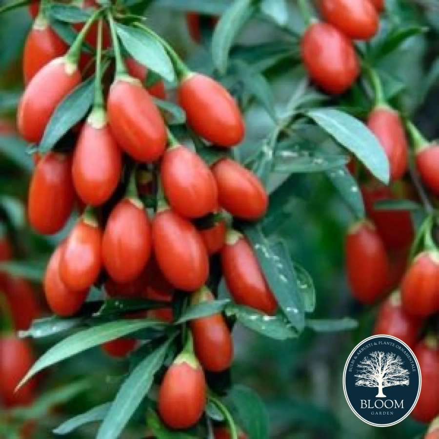 Arbust Fructifer - Goji Berry Tufa - Cu Radacina Nuda 1