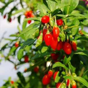 Arbust Fructifer - Goji Lycium Barbarum Tufa - Cu Radacina Nuda 1