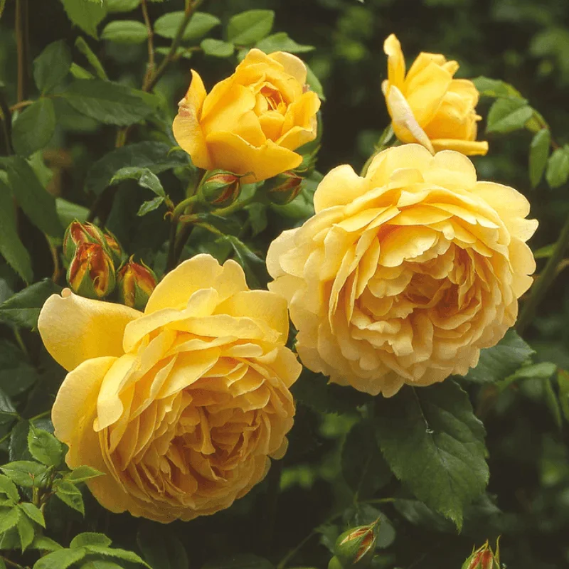 Trandafir "David Austin - Golden Celebration" - Ghiveci 3L - anul 3 1