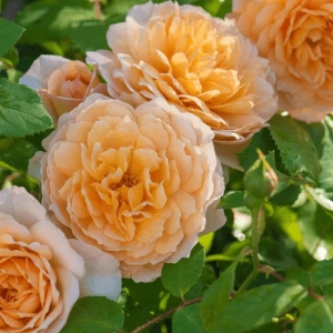 Trandafir "David Austin - Grace" - Ghiveci 3L - anul 3 1