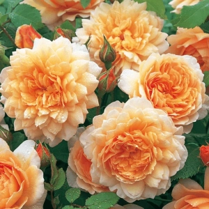 Trandafir "David Austin - Grace" - Ghiveci 3L - anul 3 2