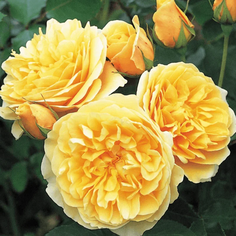 Trandafir "David Austin - Graham Thomas" - Ghiveci 3L - anul 3 2