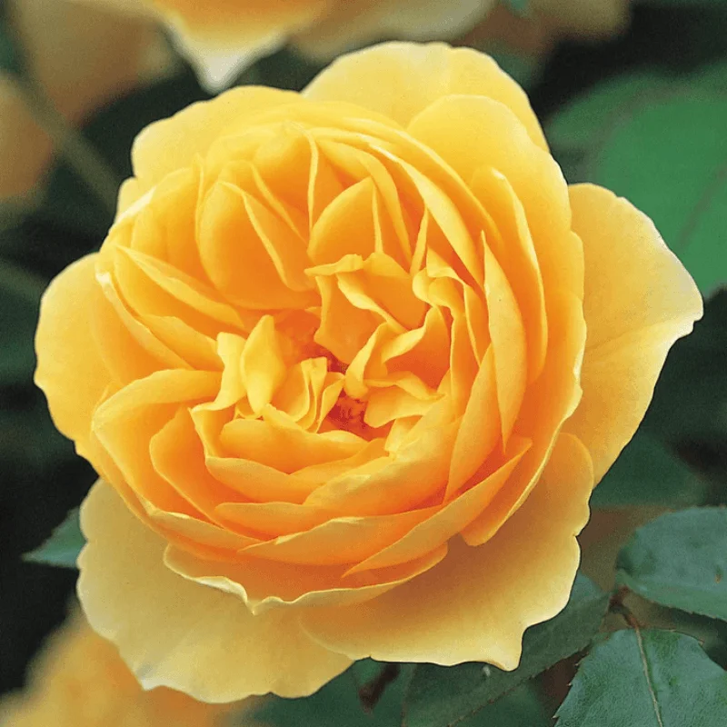 Graham-Thomas1 Trandafir "David Austin - Graham Thomas" - Ghiveci 3L - anul 3 1