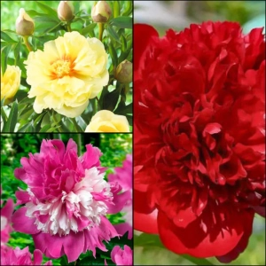 Rizomi de Bujori Mix 2 1