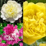 Rizomi de Bujori Mix 1 1