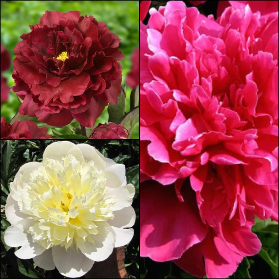 Group-4 Rizomi de Bujori Mix 3 1