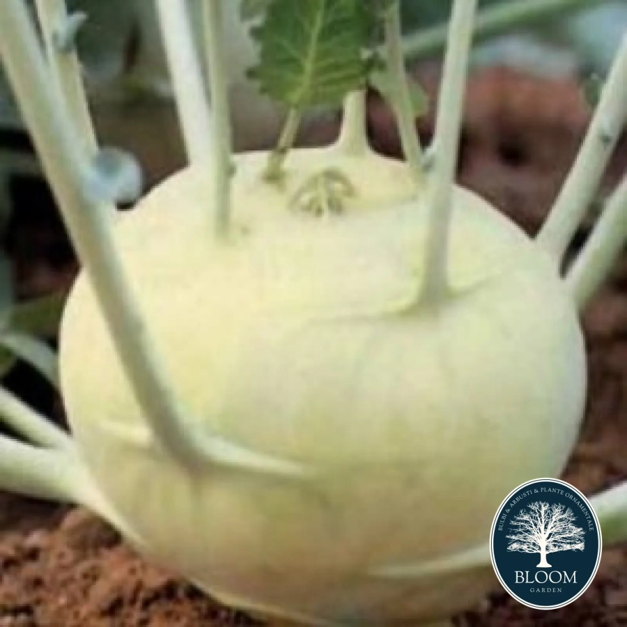 Seminte Gulie White Viena 1