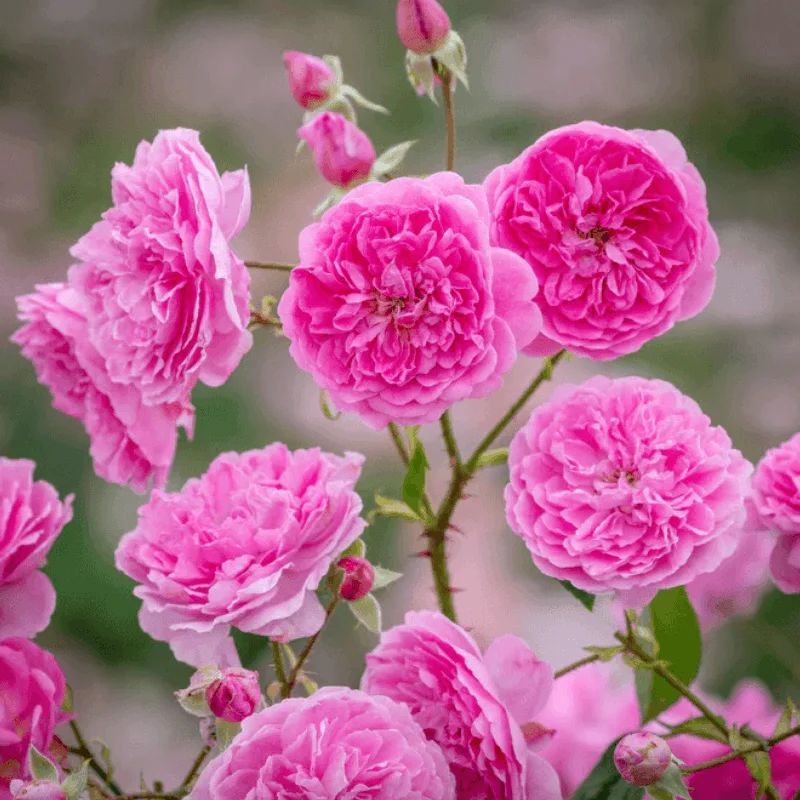 Harlow-Carr Trandafir "David Austin - Harlow Carr" - Ghiveci 3L - anul 3 1