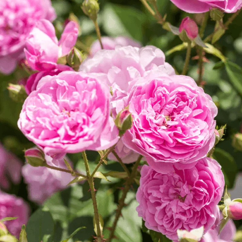 Trandafir "David Austin - Harlow Carr" - Ghiveci 3L - anul 3 2