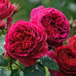 Trandafir "David Austin - Heathcliff" - Ghiveci 3L - anul 3 1