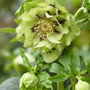Helleborus Double Ellen Light Green 1