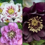 Helleborus Mix 3 1