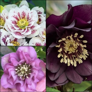Helleborus Mix 3 1