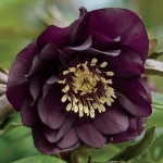 Helleborus Spanz Double Ellen Dark Purple 1