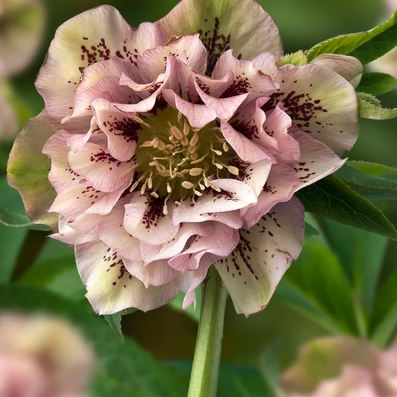 Helleborus-Spanz-Double-Ellen-Green Helleborus Spanz Double Ellen Green 1