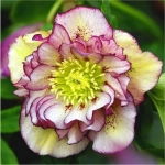 Helleborus Spanz Double Ellen Picotee Lenten Rose 1