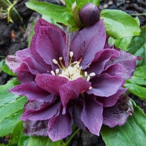 Helleborus Spanz Double Ellen Purple 1